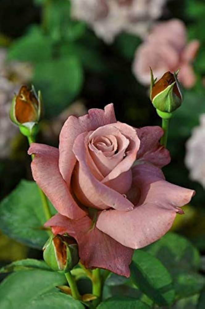 Giant Rose Flower Seeds Brown – Heirloom, Non-GMO, High Germination Organic Garden Seeds for Planting