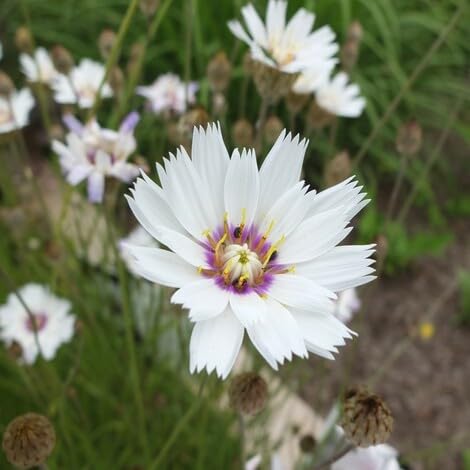 White Catananche Flower Seeds Heirloom Non-GMO High Germination Organic Garden Seeds for Planting