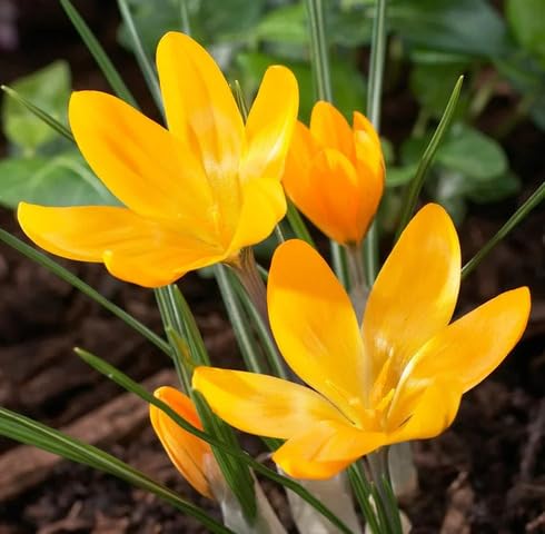 Yellow Crocus Flower Seeds – Heirloom, Non-GMO, High Germination Organic Garden Seeds