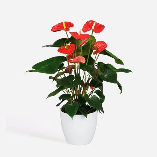 Anthurium Blumensamen Rot zum Pflanzen, alte Sorte, gentechnikfrei, hohe Keimrate, Bio-Gartensamen