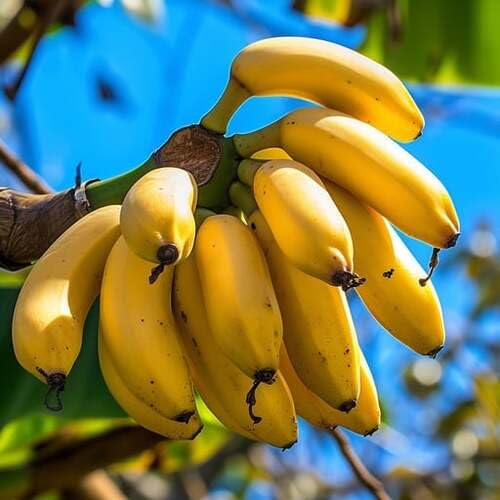 Yellow Banana Seeds – Heirloom, Non-GMO, High Germination Organic Garden Seeds