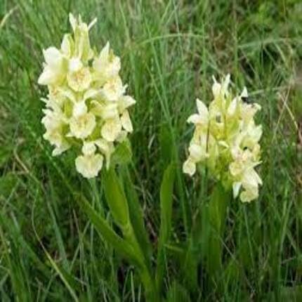Yellow Dactylorhiza Flower Seeds – Heirloom Non-GMO High Germination Organic Garden Seeds