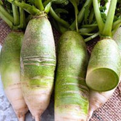 Radish Seeds – Heirloom, Non-GMO, High Germination Organic Garden Seeds Planting
