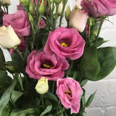 eustoma flower flower seeds