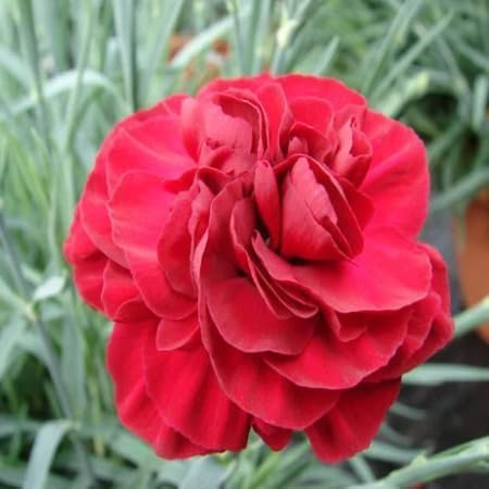 Red Caryophyllus Flower Seeds – Heirloom, Non-GMO, High Germination Organic Garden Seeds for Planting Seeds for Planting