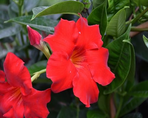 Sanderi Flower Seeds – Heirloom Non-GMO High Germination Organic Garden Seeds