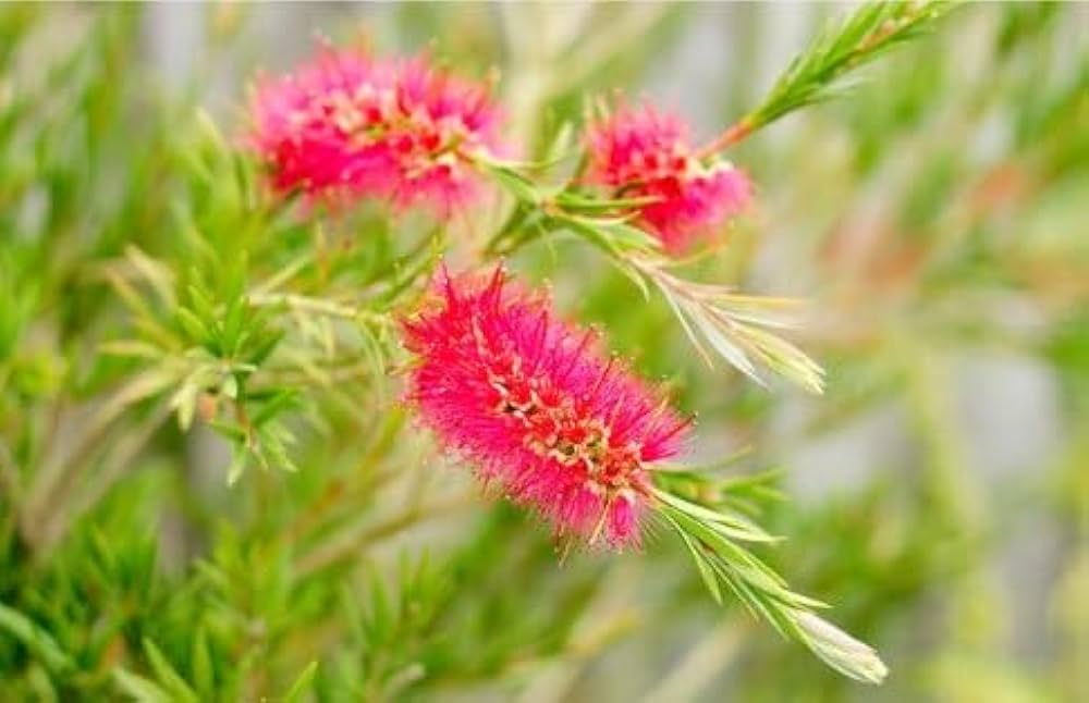pink taree flower seeds