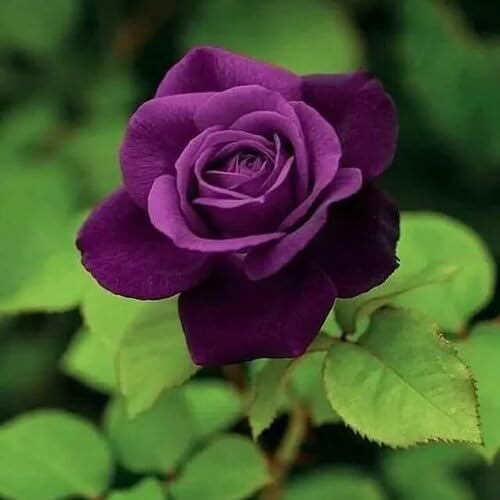 Giant Rose Flower Seeds Violet – Heirloom Non-GMO High Germination Seeds