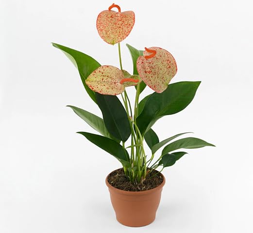 Red Anthurium Scherzerianum Flower Seeds for Planting Heirloom Non-GMO High Germination Organic Garden Seeds