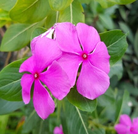 Pink Periwinkle Flower Seeds – Heirloom Non-GMO High Germination Organic Garden Seeds for Planting