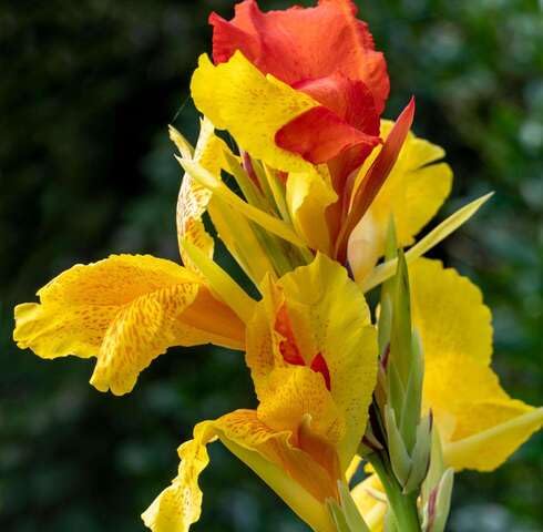 Yellow Orange Canna Flower Seeds – Heirloom, Non-GMO, High Germination Organic Seeds