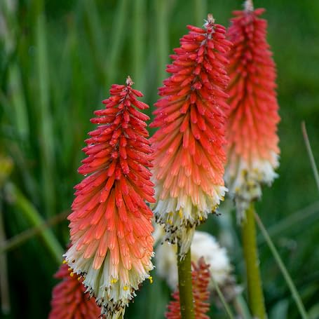 redwhitekniphofiaheirloomnongmo flower seeds