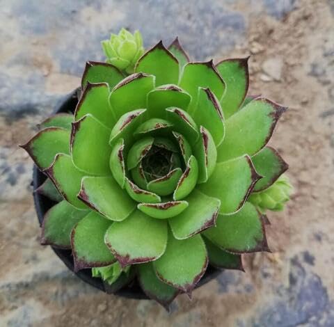 green sempervivum flower seeds
