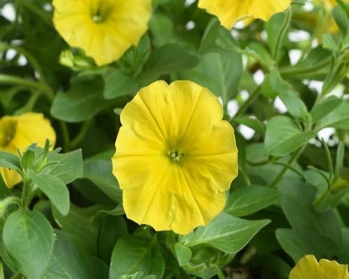 Semilla de flor de Calibrachoa – Semillas de jardín orgánicas para plantar, reliquia, sin OMG, alta germinación