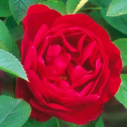 Red Rugosa Flower Seeds for Planting – Heirloom, Non-GMO, High Germination Organic Garden Seeds