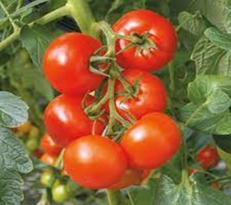 Tomato Seeds – Heirloom, Non-GMO, High Germination Organic Garden Seeds Planting