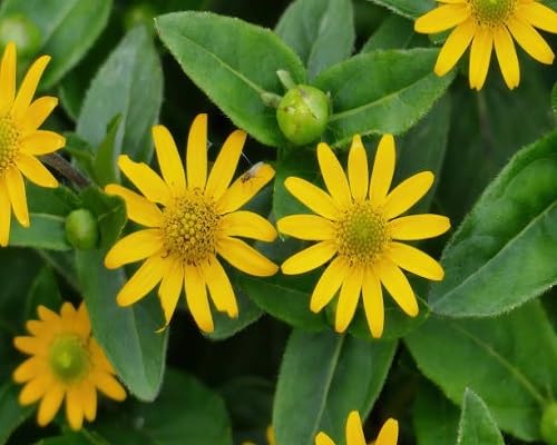 Melampodium Paludosum Flower Seeds Yellow – Heirloom, Non-GMO, High Germination Organic Seeds