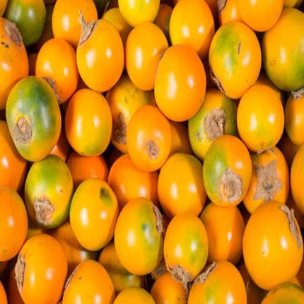 Lulo-Samen Orange zum Pflanzen – Alte Sorte Gentechnikfrei Hohe Keimrate Bio-Gartensamen