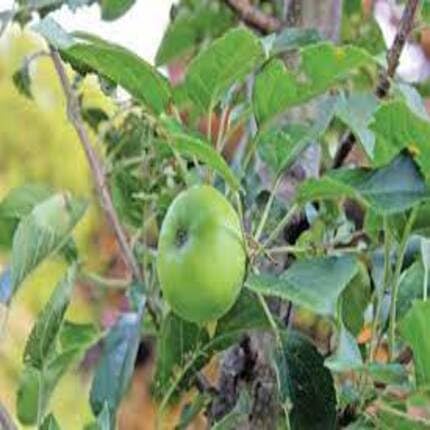 Apple Tree Seeds Green – Heirloom, Non-GMO, High Germination Organic Garden Seeds