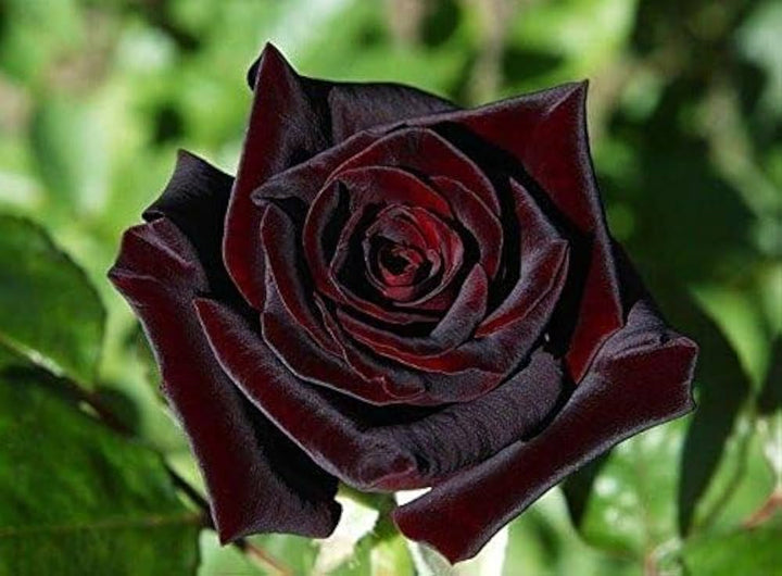 Dark Maroon Baccara Rose Flower Seeds – Heirloom, Non-GMO, Organic Garden Seeds