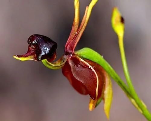 brown duck flower seeds
