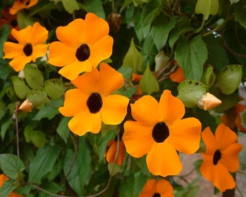 Thunbergia Flower Seeds Heirloom Non-GMO High Germination Organic Garden Seeds for Planting