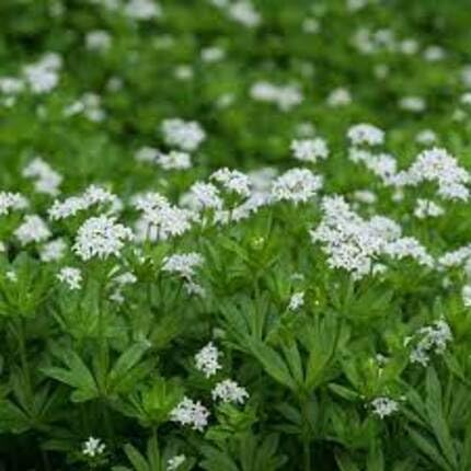 whitewoodruffflowerheirloomnongmo flower seeds