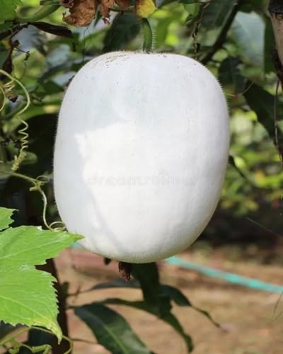 White Ash Gourd Seeds – Heirloom, Non-GMO, High Germination Organic Garden Seeds Planting