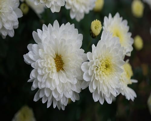 Giant Chrysanthemum Flower Seeds White — Heirloom Non-GMO High Germination Seeds