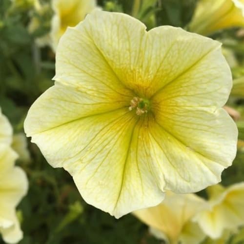 Light Yellow Petunia Flower Seeds – Heirloom, Non-GMO, High Germination Organic Garden Seeds for Planting