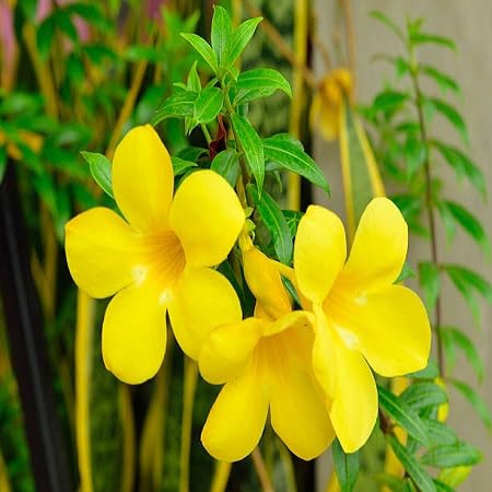 Mandevilla Flower Seeds – Heirloom, Non-GMO, High Germination Organic Garden Seeds for Planting