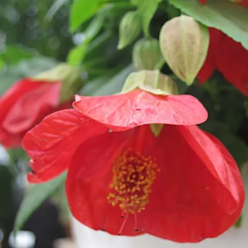 Red Abutilon Flower Seeds Heirloom Non-GMO High Germination Organic Garden Seeds for Planting