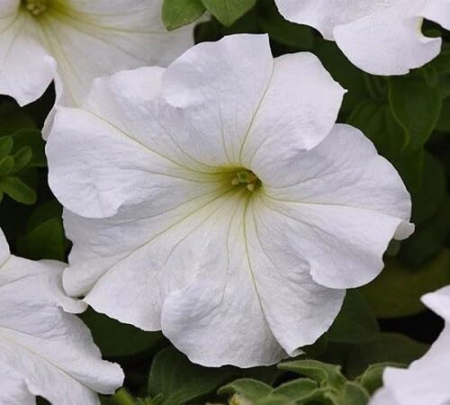 White Petunia Flower Seeds – Heirloom, Non-GMO, High Germination Organic Garden Seeds for Planting, Seeds for Planting