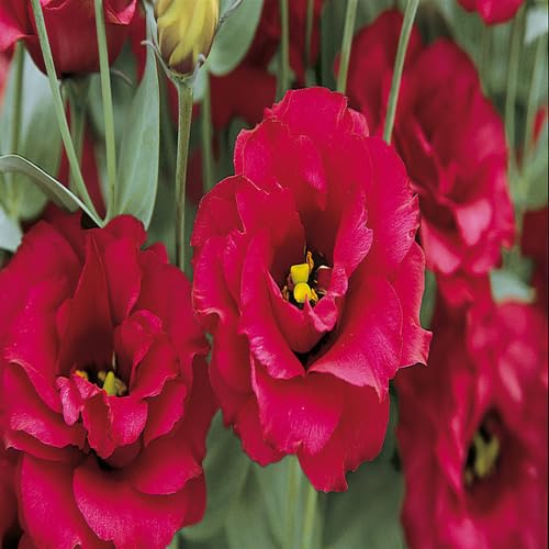 giant lisianthus flower red