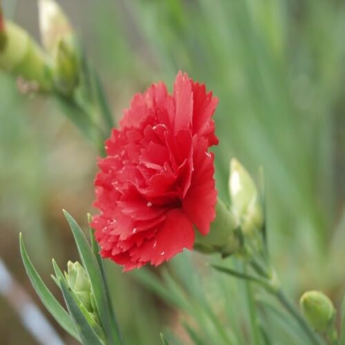 Red Carnation Flower Seeds – Heirloom, Non-GMO, High Germination Organic Garden Seeds for Planting Seeds for Planting
