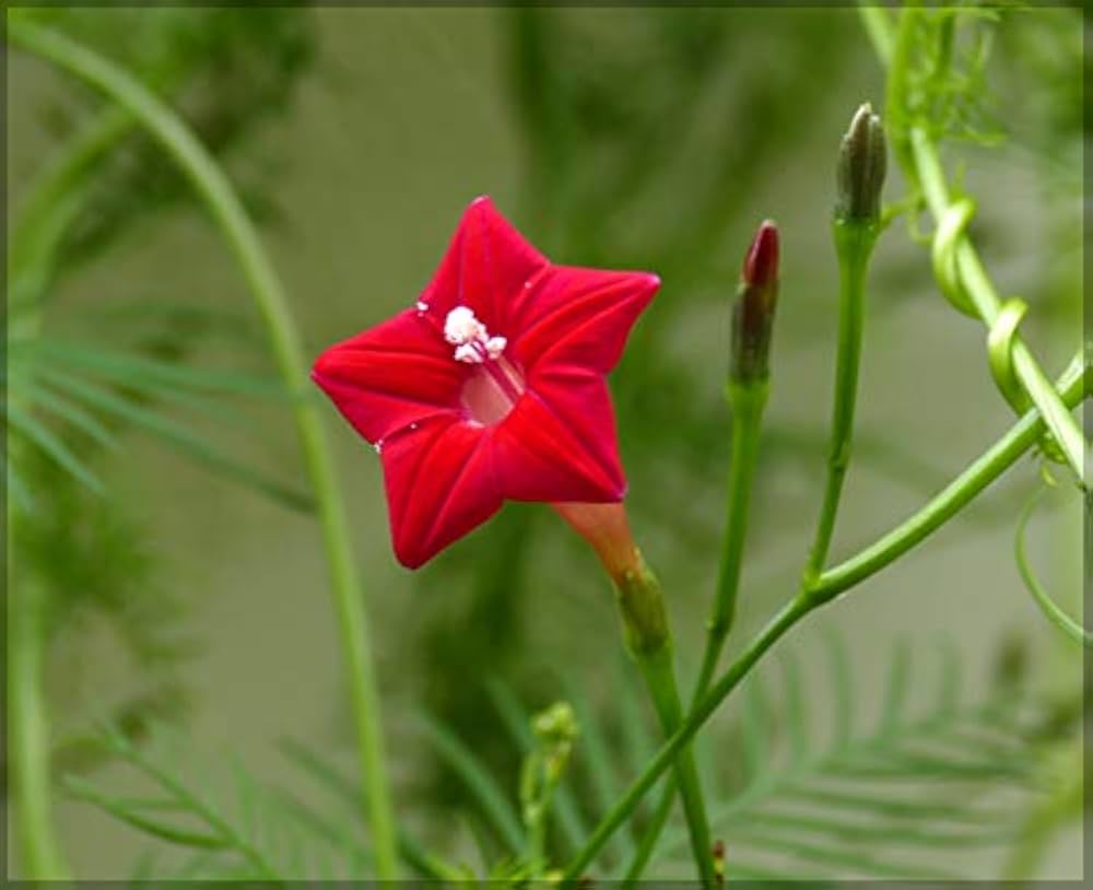 Eccremocarpus Flower Seeds Red – Heirloom Non-GMO High Germination Seeds