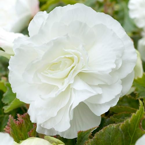 White Double Begonia Flower Seeds – Heirloom, Non-GMO, High Germination Organic Garden Seeds for Planting