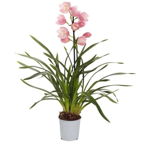 Pink Cymbidium Flower Seeds for Planting – Heirloom Non-GMO High Germination Organic Garden Seeds