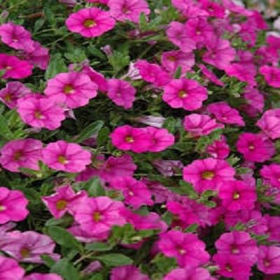 Semillas de flores de Calibrachoa rosa – Heirloom, sin OMG, semillas de jardín orgánicas de alta germinación para sembrar