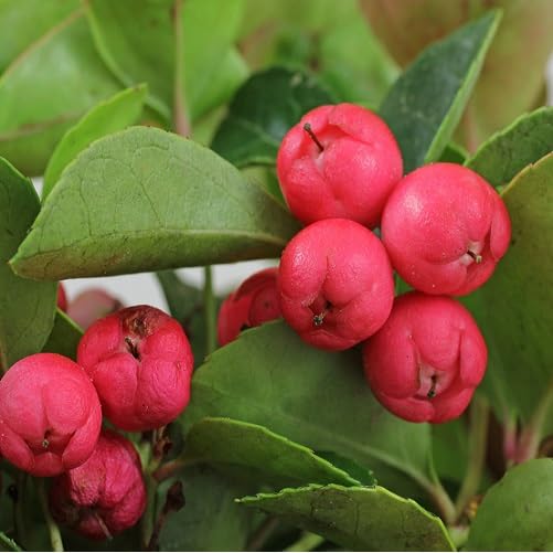 Red Gaultheria Seeds – Heirloom, Non-GMO, High Germination Organic Garden Seeds