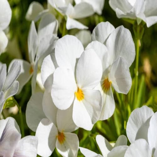whitepansyflowerheirloomnongmo flower seeds