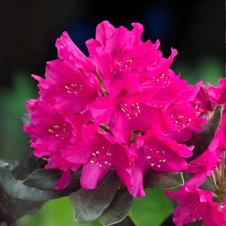 Pink Rhododendron Flower Seeds for Planting – Heirloom Non-GMO High Germination Organic Garden Seeds
