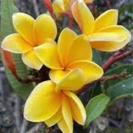 Plumeria Flower Seeds Yellow – Heirloom, Non-GMO, High Germination Organic Garden Seeds for Planting Seeds for Planting