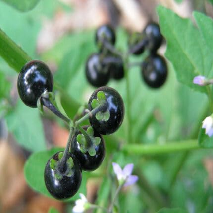 Black Huckleberry Seeds – Heirloom, Non-GMO, High Germination Organic Garden Seeds
