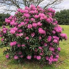 catawba rhododendron flower seeds