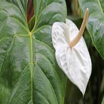 white anthurium flower seeds