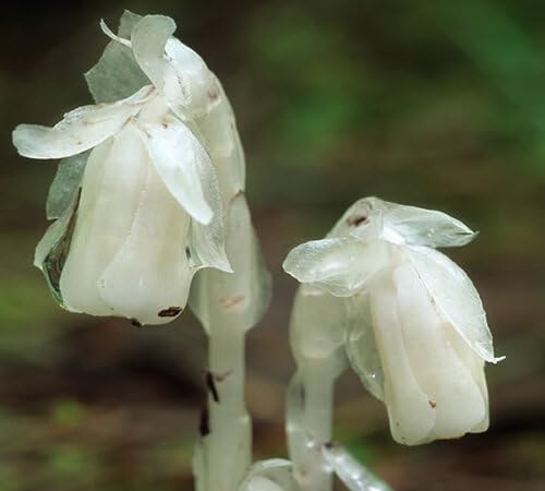 White Uniflora Flower Seeds for Planting – Heirloom, Non-GMO, High Germination