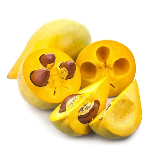Yellow Lucuma Nervosa Seeds – Heirloom Non-GMO High Germination Organic Garden Seeds for Planting Seeds for Planting