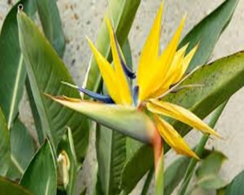 Strelitzia Reginae Flower Seeds Yellow Heirloom Non-GMO High Germination Organic Garden Seeds