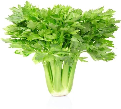 Green Celery Seeds – Heirloom, Non-GMO, High Germination Organic Garden Seeds Planting
